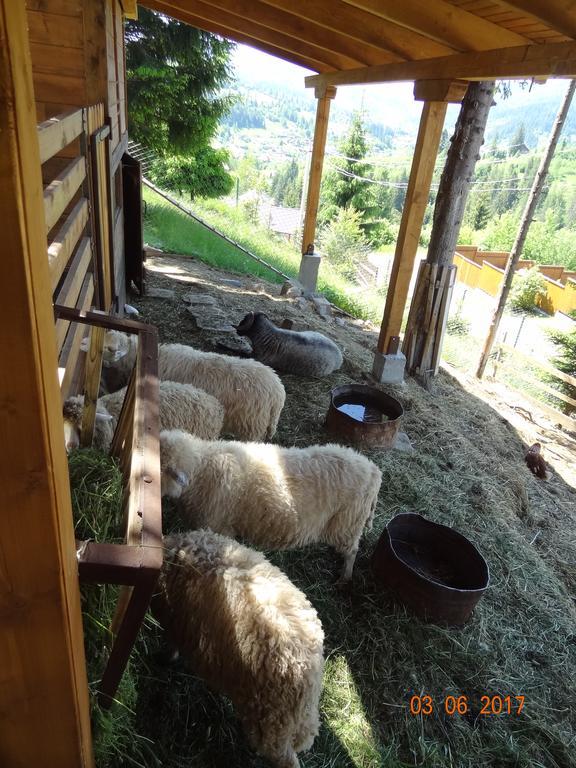 Alpenhof Pansion Otel Slavske Dış mekan fotoğraf